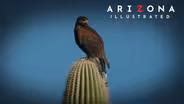 Falcons, art, design