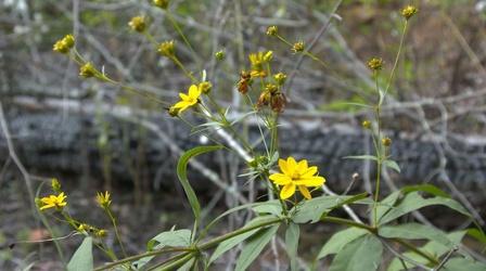 Video thumbnail: SCI NC Fire brings new life to South Mountains State Park