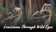 Louisiana Through Wild Eyes: A Dual Vision of Lens & Brush