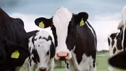 Dairy Cows Euthanized | Full Interview