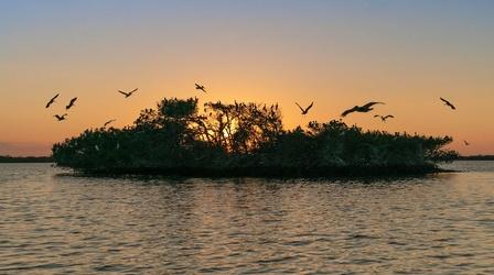 Video thumbnail: WGCU Local Productions Southwest Florida's Mangrove Coast Preview