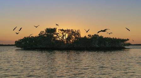 Video thumbnail: WGCU Presents Southwest Florida's Mangrove Coast Preview