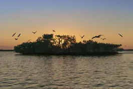 Southwest Florida's Mangrove Coast Preview