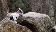 Baby Animals Quiz