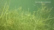 Fighting Back Against Starry Stonewort