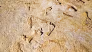 These Ancient Footprints Rewrite North American History