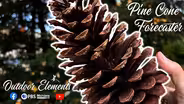 Pine Cone Forecaster