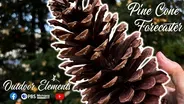 Pine Cone Forecaster