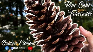 Pine Cone Forecaster