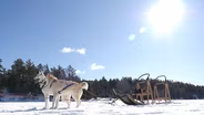 Sled Dog Adventure