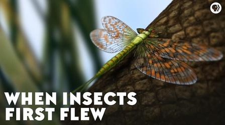 Video thumbnail: Eons When Insects First Flew