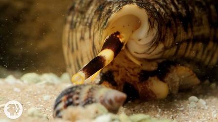 Video thumbnail: Deep Look Watch These Cunning Snails Stab and Swallow Fish Whole
