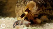 Watch These Cunning Snails Stab and Swallow Fish Whole