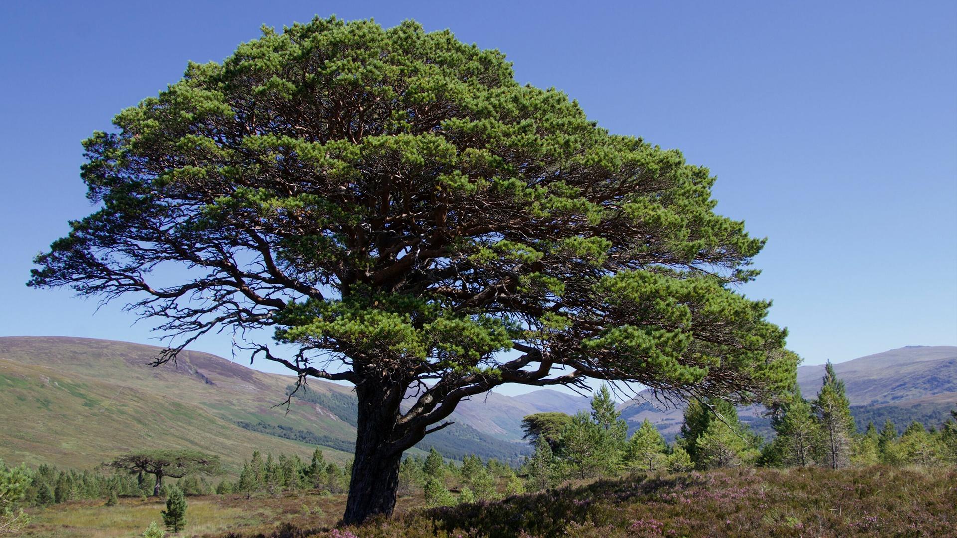 Survivor Tree (Scotland) - Wikipedia