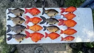 Invasive goldfish threaten Great Lakes ecosystem
