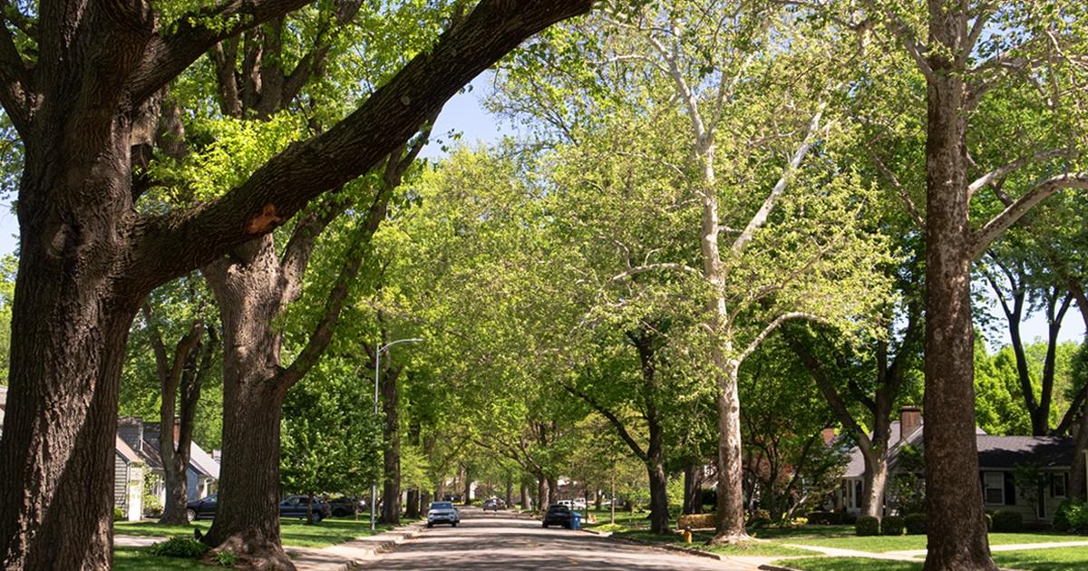 Pbs Tree Problem The Politics of Trees | PBS