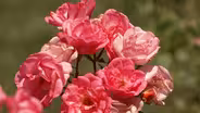 State Center Rose Garden