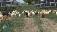 Sheep at Work on a Central Illinois Solar Farm