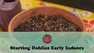 Starting Dahlias Early Indoors