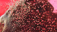 Corals Spawn on Land for the First Time!