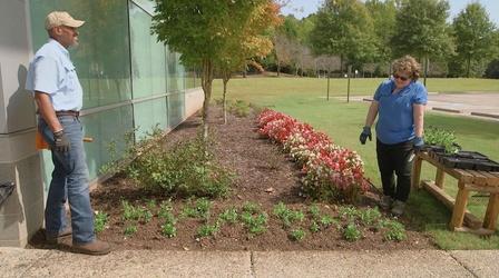 Video thumbnail: The Family Plot Planting Winter Annuals & Plant Superstitions