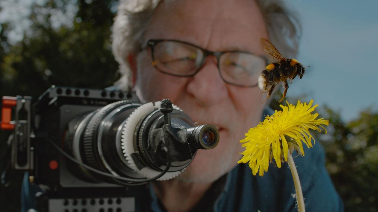 Nature | My Garden of a Thousand Bees