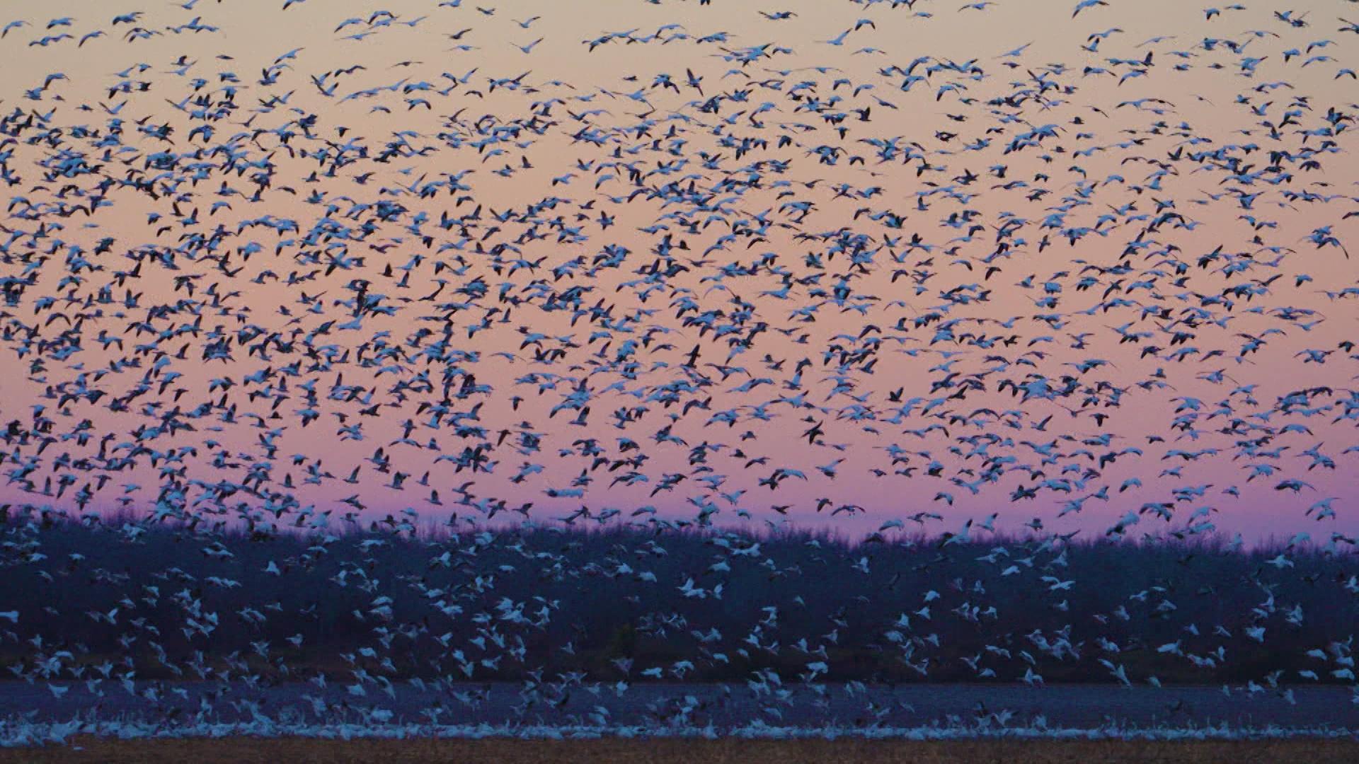 Inside an aquarium’s fight to save the ocean, the Battleship North Carolina and bird migration.