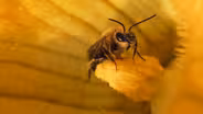 The Secret Life of Squash Bees