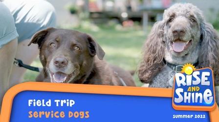 Video thumbnail: Rise and Shine Loving Dog Training Field Trip