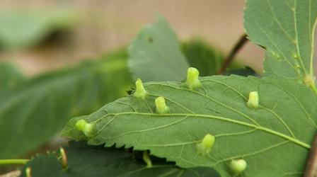 Video thumbnail: Backyard Farmer Galls & Spring Flowering Shrubs