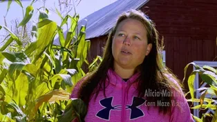 An Amazing Corn Maze