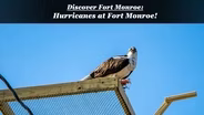 Discover Fort Monroe: Tidewater Wildlife Rescue Aids Ospreys