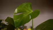 Comfort Plants