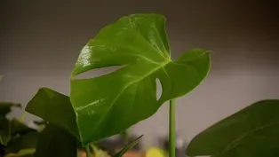 Comfort Plants