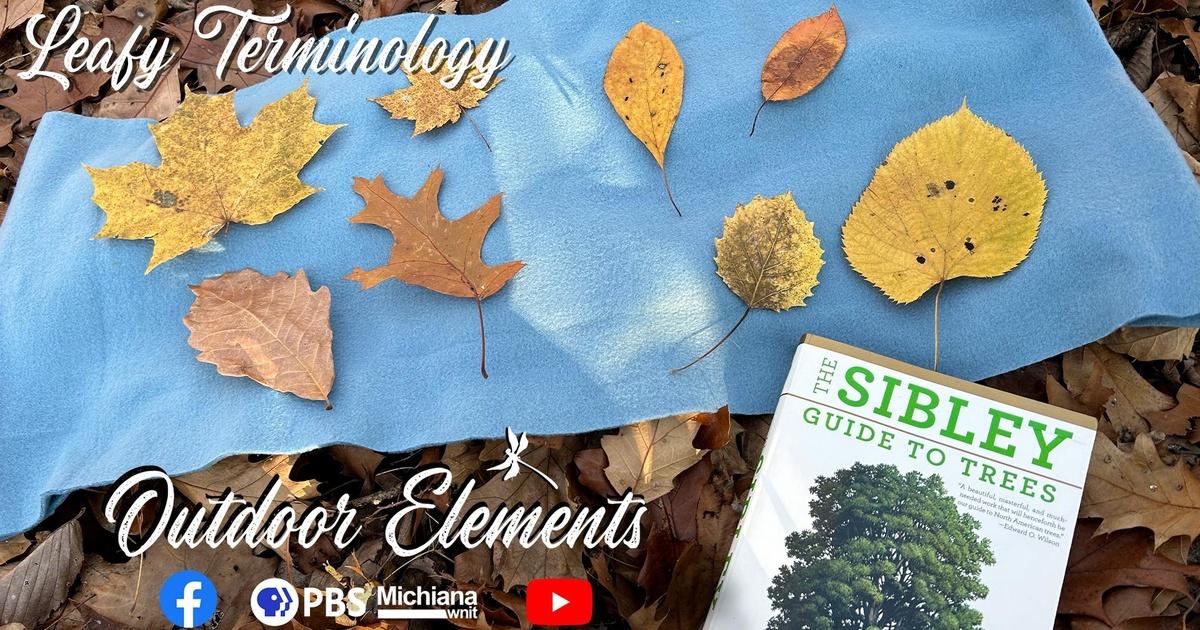 Outdoor Elements Leafy Terminology PBS