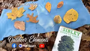 Leafy Terminology