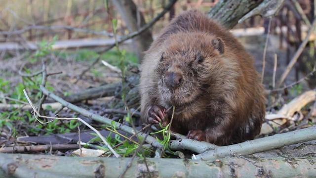 Smith Island, The Benefits of Beavers, Mississippi