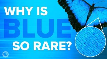 Video thumbnail: Be Smart Why Is Blue So Rare In Nature?