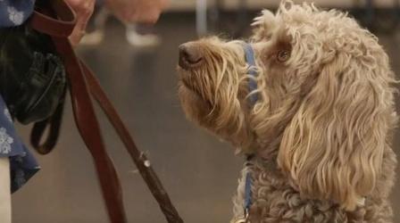 Video thumbnail: Wisconsin War Stories Veterans Coming Home: Patriot K9 Partners