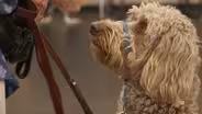 Veterans Coming Home: Patriot K9 Partners