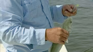 Inlet Bluefish