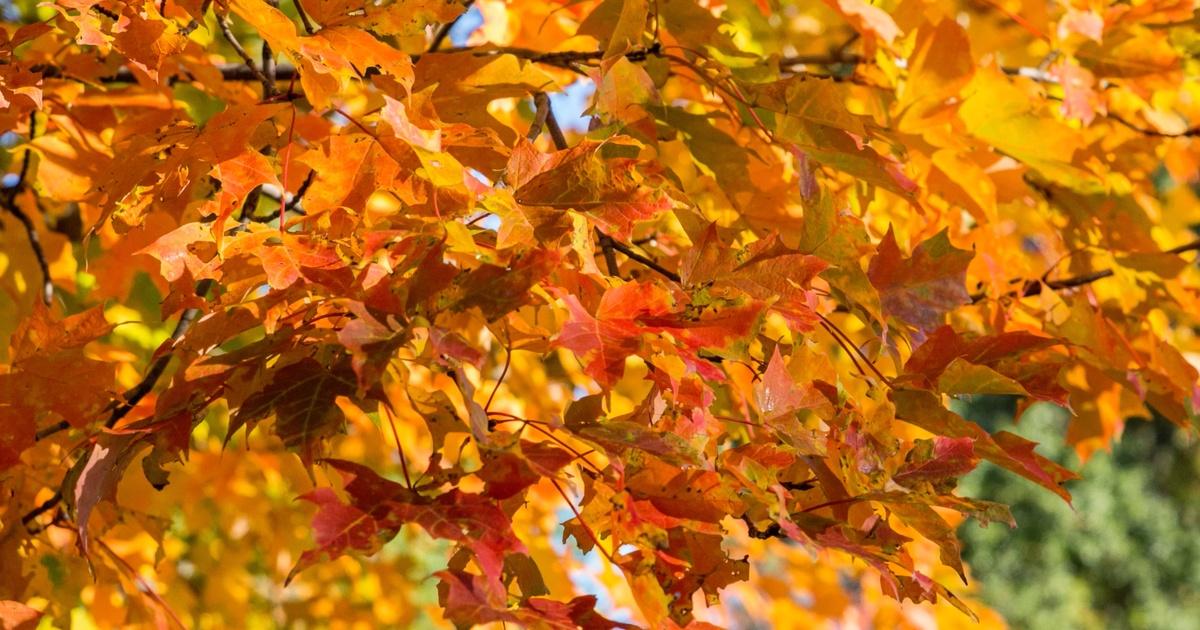 WSRE Previews and Trailers Fall Foliage Tour PBS