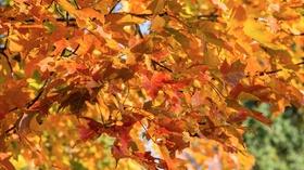 Video thumbnail: WSRE Previews and Trailers Fall Foliage Tour