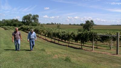 Iowa Farmer Turns Cornfields into Vineyards