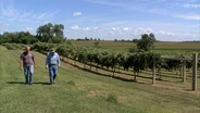Iowa Farmer Turns Cornfields into Vineyards