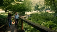 Bog Garden Plants