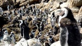 Video thumbnail: CET Community Protecting Penguins: An Inside Look at Penguin Conservation