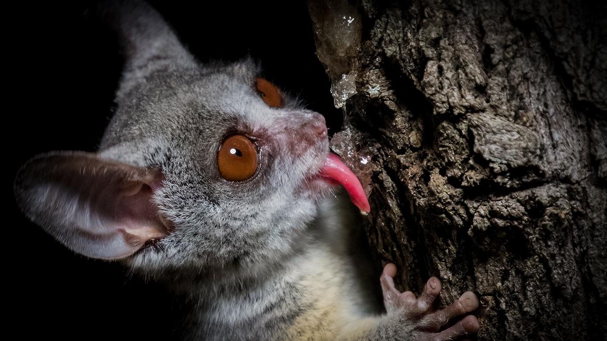 How Nocturnal Bush Babies Survive at Night Nature WLIW