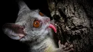 How Nocturnal Bush Babies Survive at Night