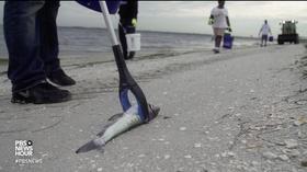 Video thumbnail: PBS NewsHour Florida's toxic red tide is a perfect storm for Gulf Coast